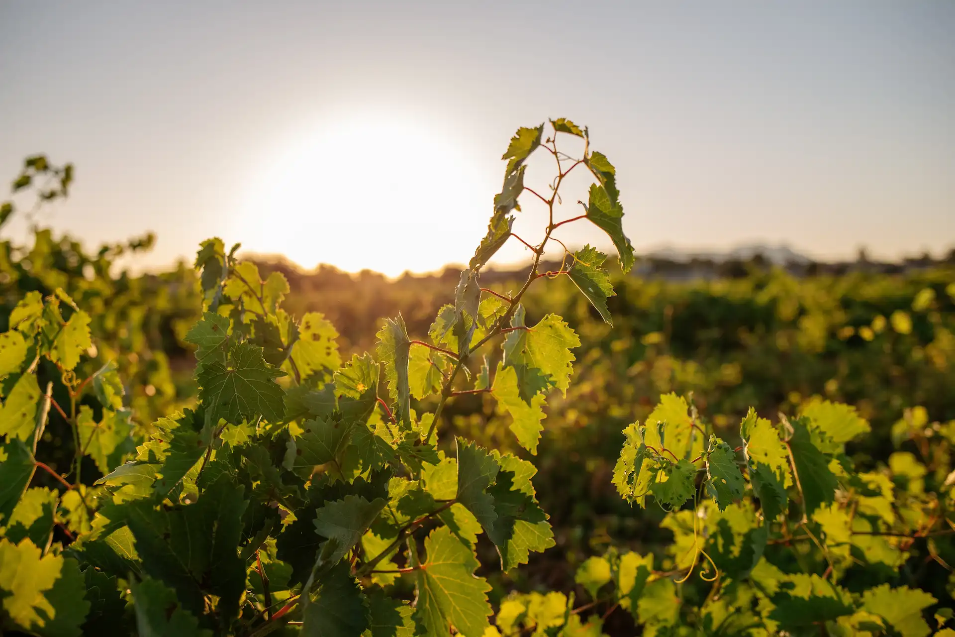 Nahaufnahme-von-weissen-Trauben-vor-der-Ernte-auf-dem-Weingarten-bei-Sonnenuntergang