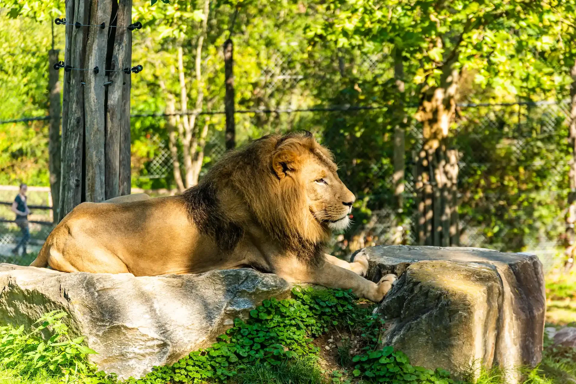 Loewe-im-Tierpark-H3erberstein
