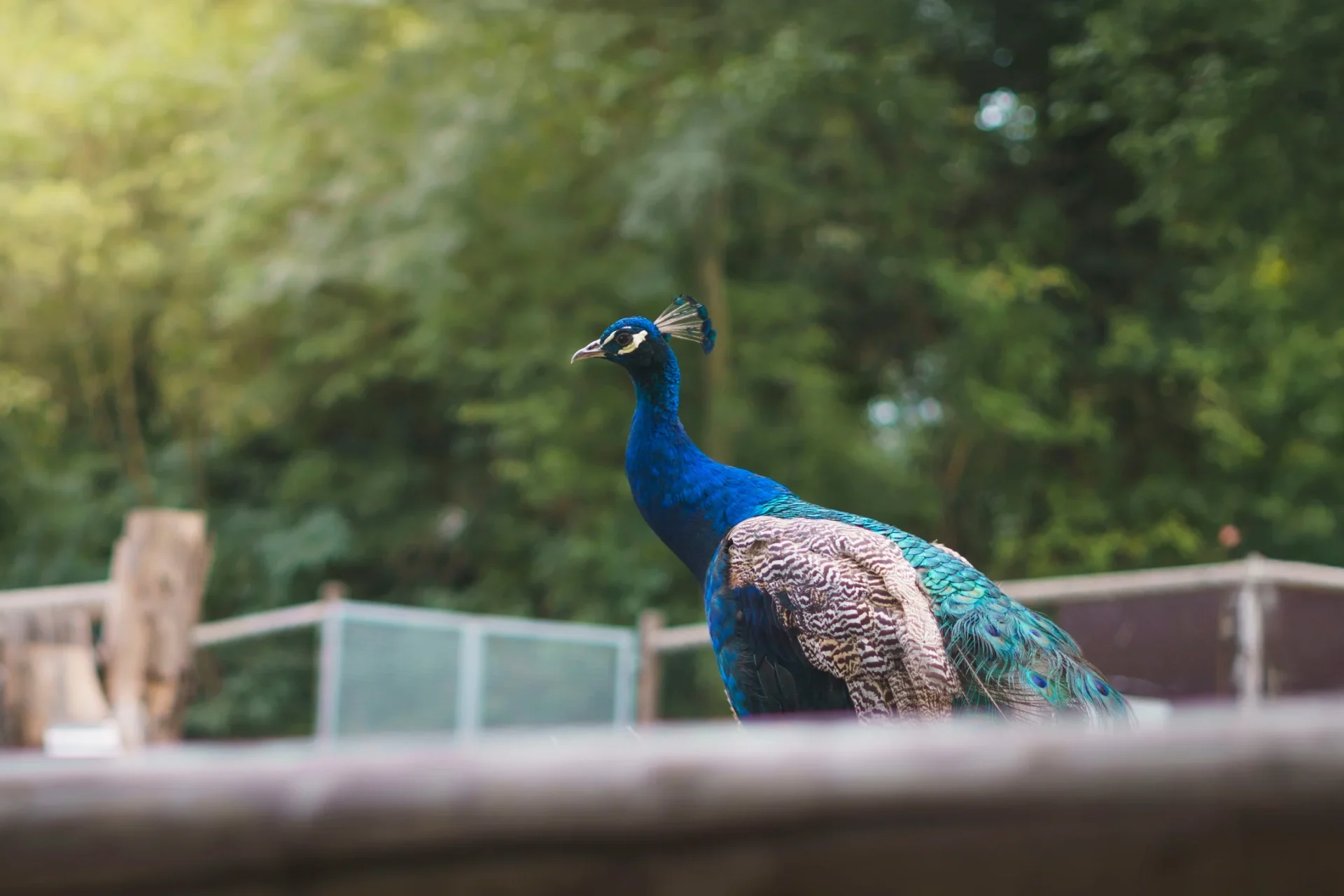 Pfau-auf-Holz-im-Zoo-Herberstein